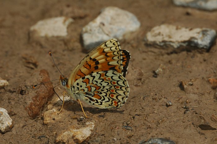 Eublemma ostrina